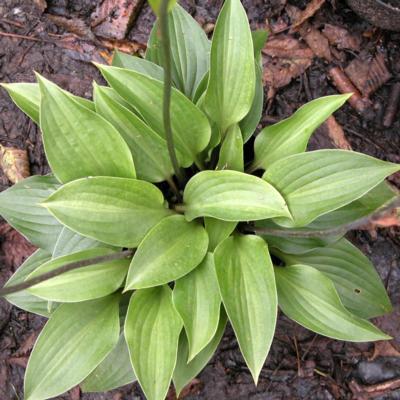 Hosta 'Red Cadet'